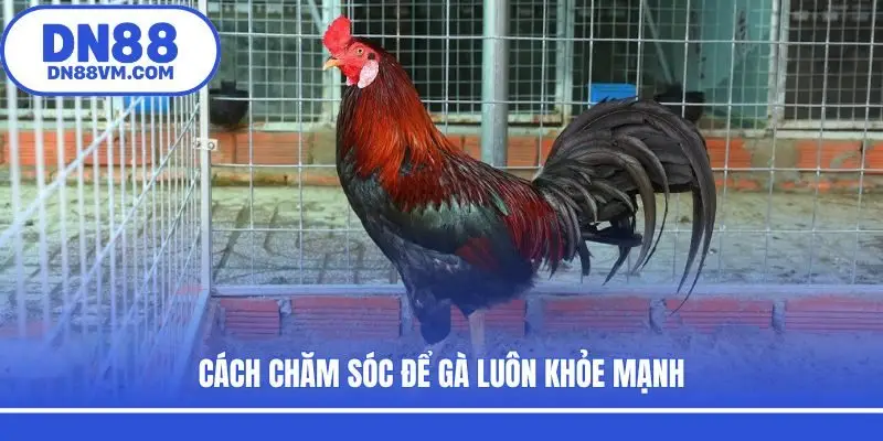 Cách chăm sóc để gà luôn khỏe mạnh