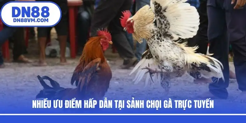 Nhiều ưu điểm hấp dẫn tại sảnh chọi gà trực tuyến