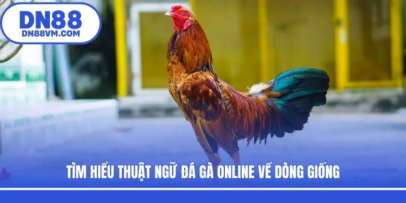 Tìm hiểu thuật ngữ đá gà online về dòng giống